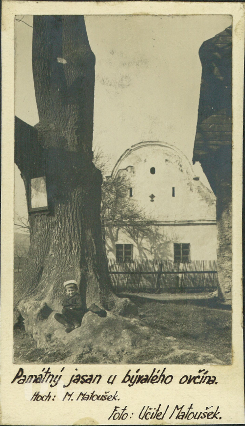 Památný jasan u bývalého ovčína