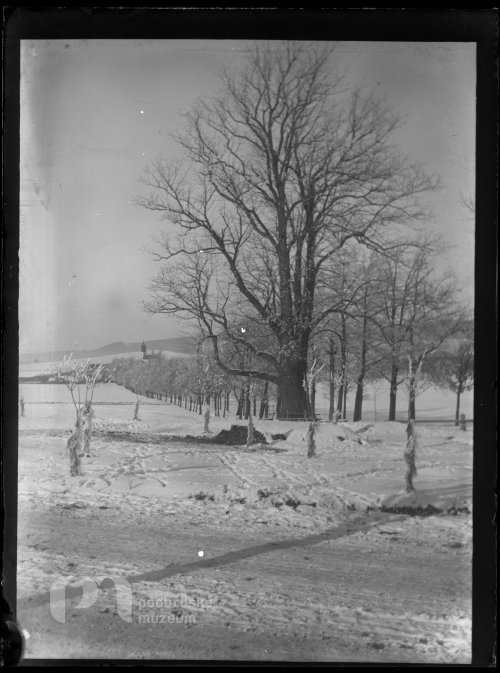 Alej a lípa Johanky v zimě