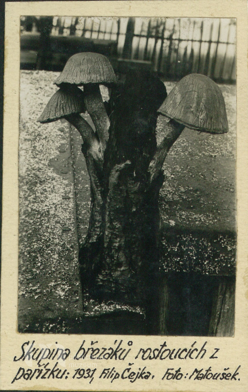 Skupina březáků