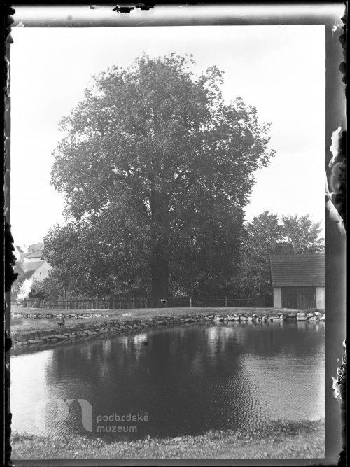 Sádky se staletým jilmem