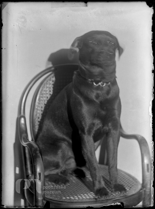 Pes na židli