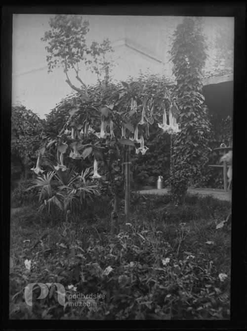 Zahrádka p. Leitermana